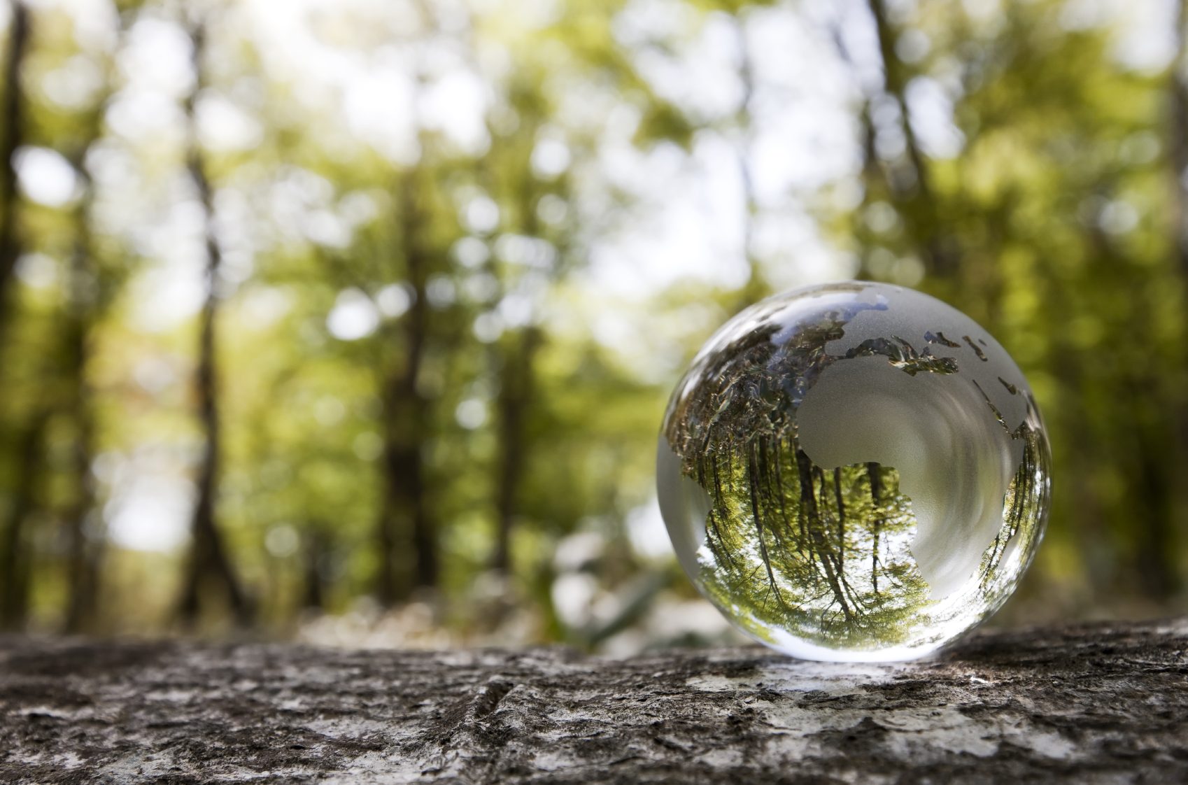 A close up of a clear glass ball in a woodland. The tees are out of focus in the background but clear and upside down within the clear ball.